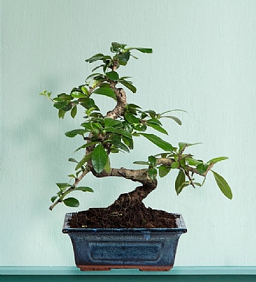 Zelkova Bonsai 25cm