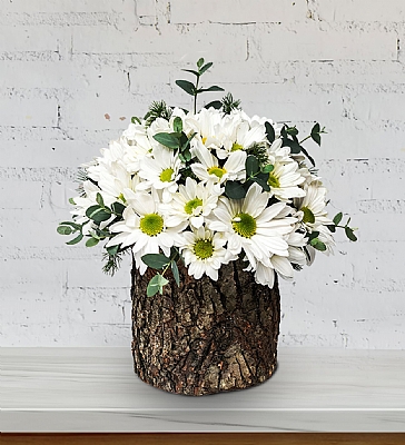 Doal Ahap Ktkte Beyaz Papatya