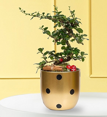 Puantiyeli Vazoda Zelkova Bonsai