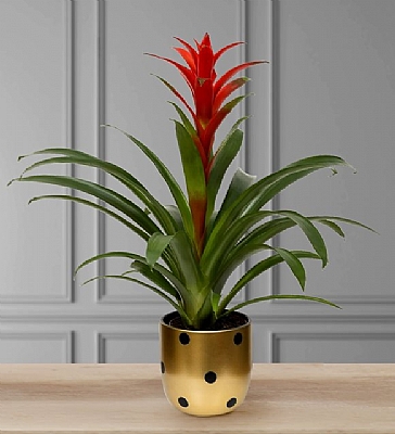 Puantiyeli Vazoda Guzmania Bitkisi