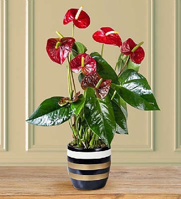 Gold izgili Vazoda Antoryum Bitkisi