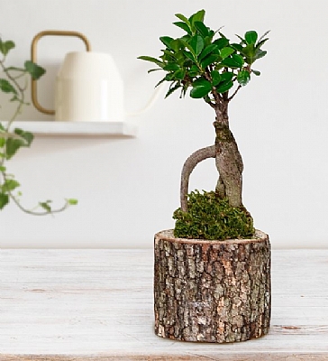  Doal Ahap Ktkte Ficus Bonsai