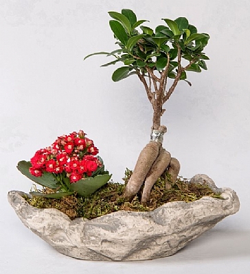Dekoratif Saksda Ficus Gingsey Bonsai ve Kalanchoe