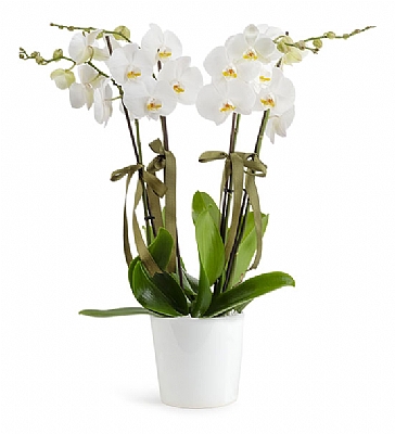 Holland (Decorium) Drtl Beyaz Orkide
