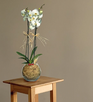 Paabahe Cam Fanusta 2 Dal Beyaz Orkide iei